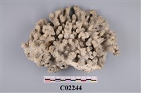 藏品(珊瑚化石)的圖片